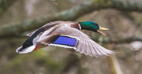 male mallard duck in flight