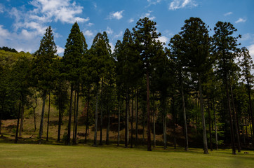 晴れの日の高い木