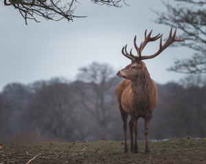 red deer stag