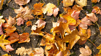 autumn leaves on the ground