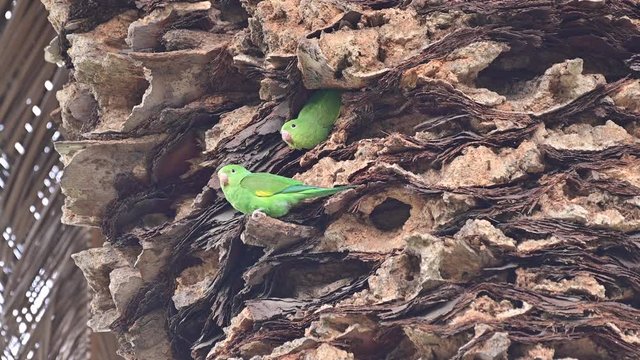 pasadena parrots nesting. This mating pair are descendants of escaped pets. 