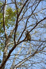 A monkey sits on branches in Nazinga National Park