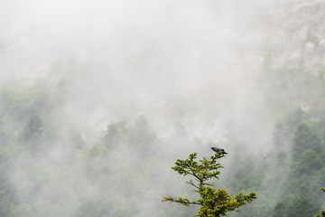 Le cri du grand corbeau dans la brume, Vercors, France
