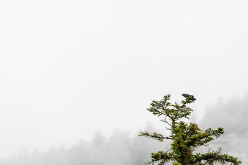 Le cri déchirant du grand corbeau dans la brume des montagnes, Vercors, France