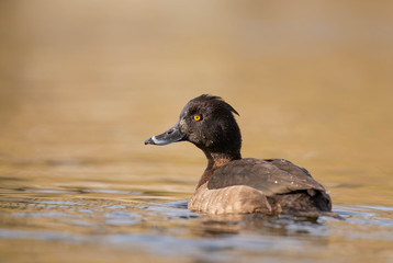 Tufted Duck