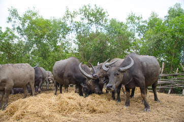Fototapeta premium Water buffaloes are eating straw in the stall,Songkhla, Tailand