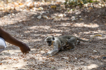 Fototapeta premium A monkey is eating bread with a baby attached to her belly in Nazinga National Park