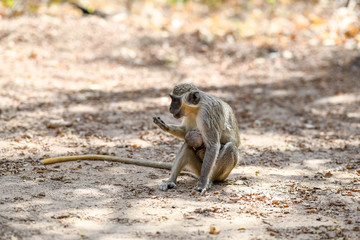 A monkey is eating bread with a baby attached to her belly in Nazinga National Park