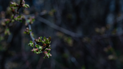 Pęki kwiatu wiosną.