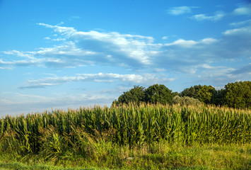Naklejka premium A summer field