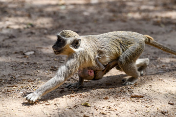 A monkey is eating bread with a baby attached to her belly in Nazinga National Park