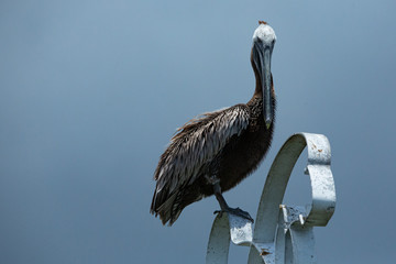 Ominous Pelican