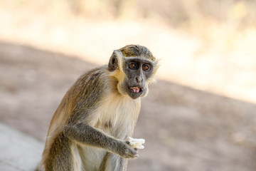 A monkey is eating bread in Nazinga National Park