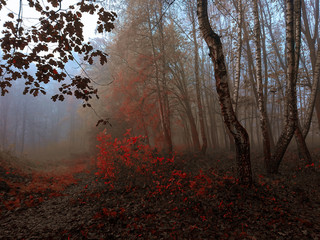 autumn  dark forest in the fog