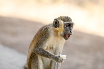 A monkey is eating bread in Nazinga National Park