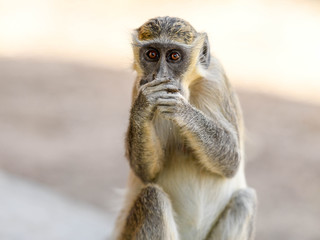 A monkey is eating bread in Nazinga National Park