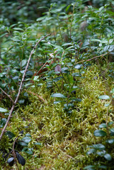 Denmark flowers