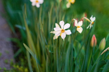 Poet's narcissus grows in the grass in the sunlight.