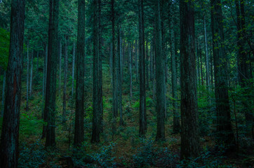 Obraz premium 深い森