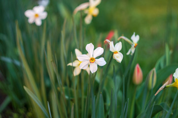 Poet's narcissus grows in the grass in the sunlight.