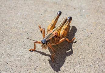 Locust grasshopper of family 