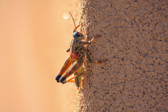 Locust Grasshopper Of Family 