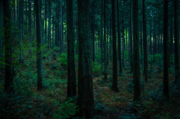 Fototapeta premium 深い森