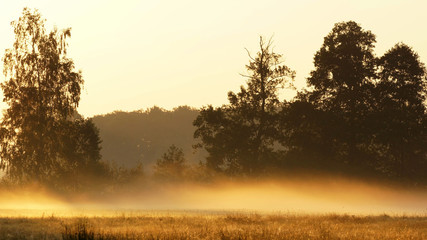 Fototapeta na wymiar Golden fog at sunrise