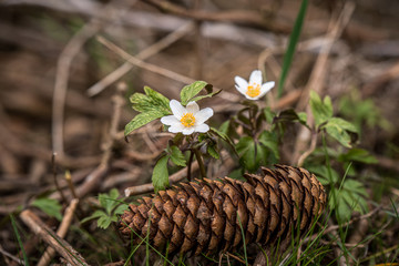Buschwindr&ouml;schen 