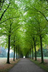 Naklejka premium Forest Walk