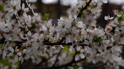 Kwiaty drzewa owocowego wiosną.