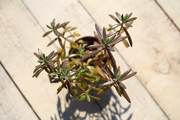 Żyworódka płodnolist Kalanchoe tubiflora
