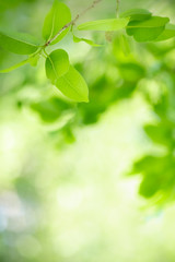 Naklejka premium Amazing nature view of green leaf on blurred greenery background in garden and sunlight with copy space using as background natural green plants landscape, ecology, fresh wallpaper concept.