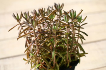 Żyworódka płodnolist Kalanchoe tubiflora