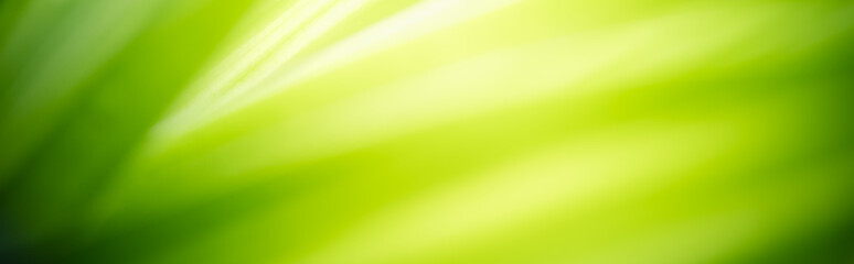 Amazing nature view of green leaf on blurred greenery background in garden and sunlight with copy space using as background natural green plants landscape, ecology, fresh wallpaper concept.