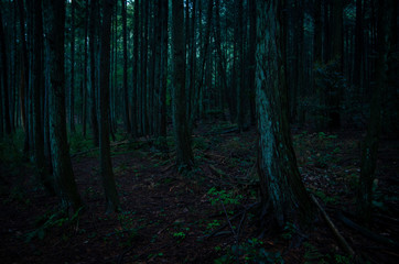 Obraz premium 深い森