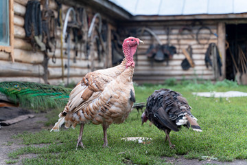 The old traditional village in kazan region