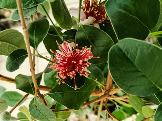 Feijoa blossom. Feijoa (Acca) flower 