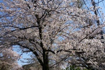 青空と桜の木