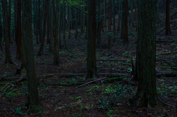 Obraz premium 深い森