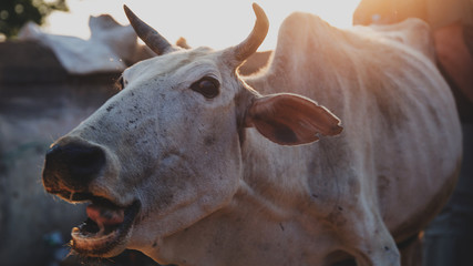 Cabeza de vaca blanca asiatica