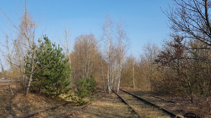 Decommissioned tracks are overgrown by trees