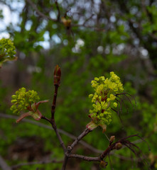 Pęki kwiatu na drzewie wiosną.