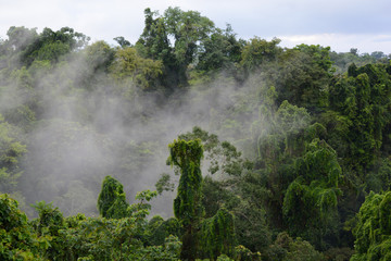 Nebbia nella giungla