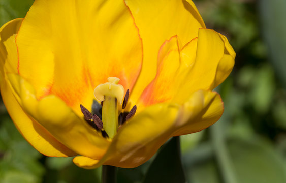Stamens of a yellow Tulip