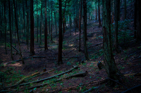 深い森 © PENTABI
