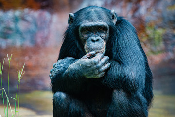 Pensive Chimpanzee