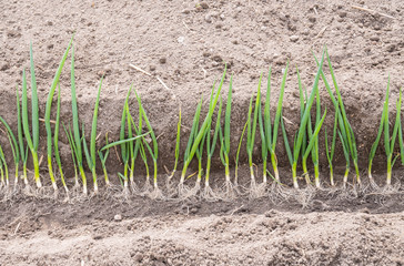 ねぎの苗