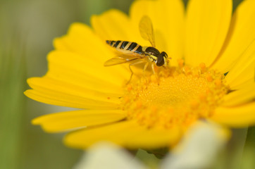 Wasp Hymenoptera stinging insect