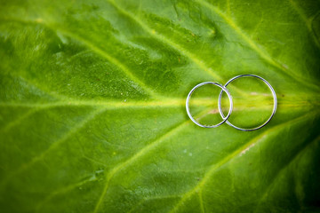 Wedding rings on leaf